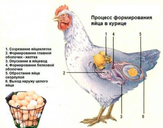 Яйцо в курице - как образовывается и развивается? 
