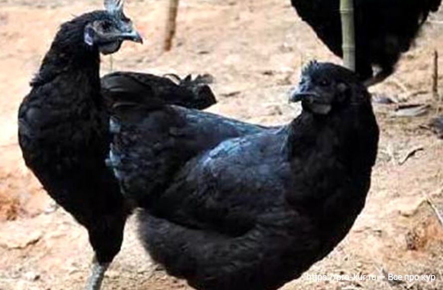 Куры Ухейилюй фото и описание породы с черным мясом. 