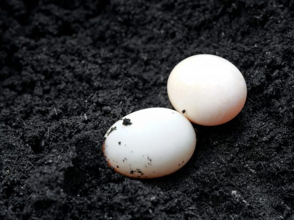 Размер яйца Индоутки чуть больше куриного, белок имеет плотную консистенцию, желток насыщенного оранжевого цвета