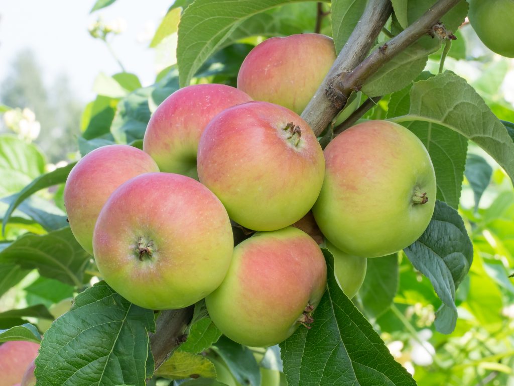 Сорта яблонь для подмосковья с фото и описанием устойчивые к парше осенние