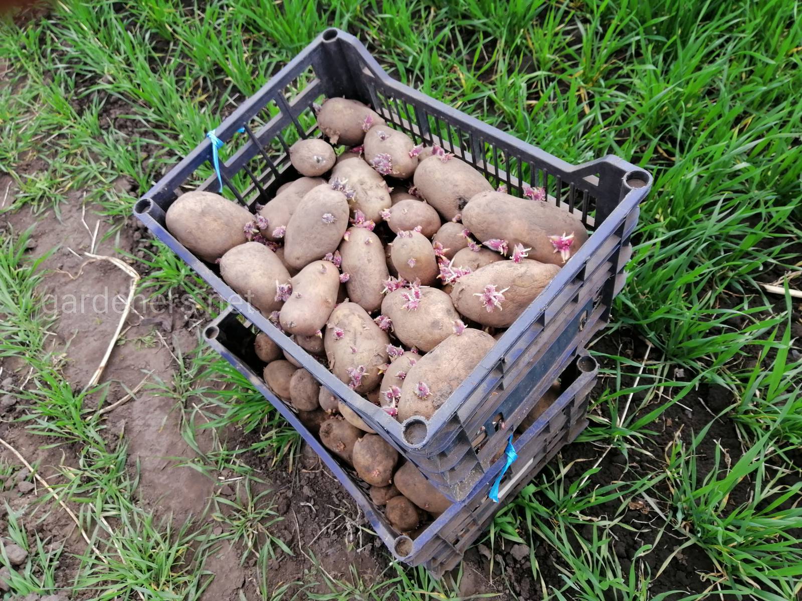 Обработка картофеля перед проращиванием. Посадка картофеля. Клубень картошки. Посадочная картошка. Посадка картошки.