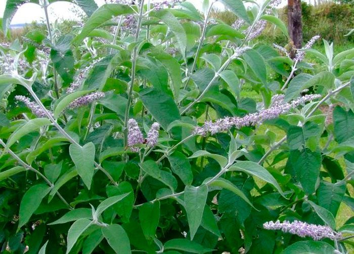 Будлея снежная (Buddleja nivea)
