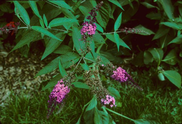 Будлея японская (Buddleja japonica)