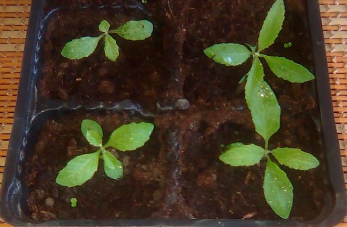 Выращивание будлеи из семян