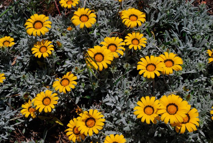 Гацания длиннострелковая (Gazania longiscapa)