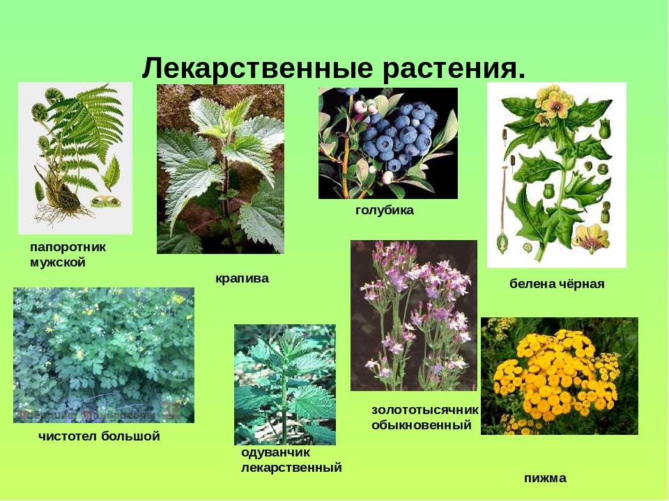 Лечебные травы и растения картинки с названиями