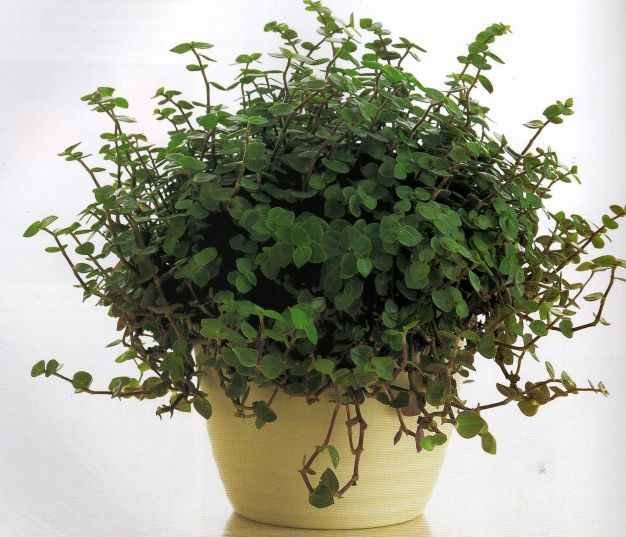Комнатное растение с мелкими листочками фото