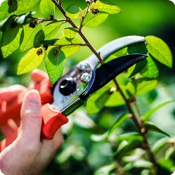 Как обрезать плодовые деревья: советы для начинающих