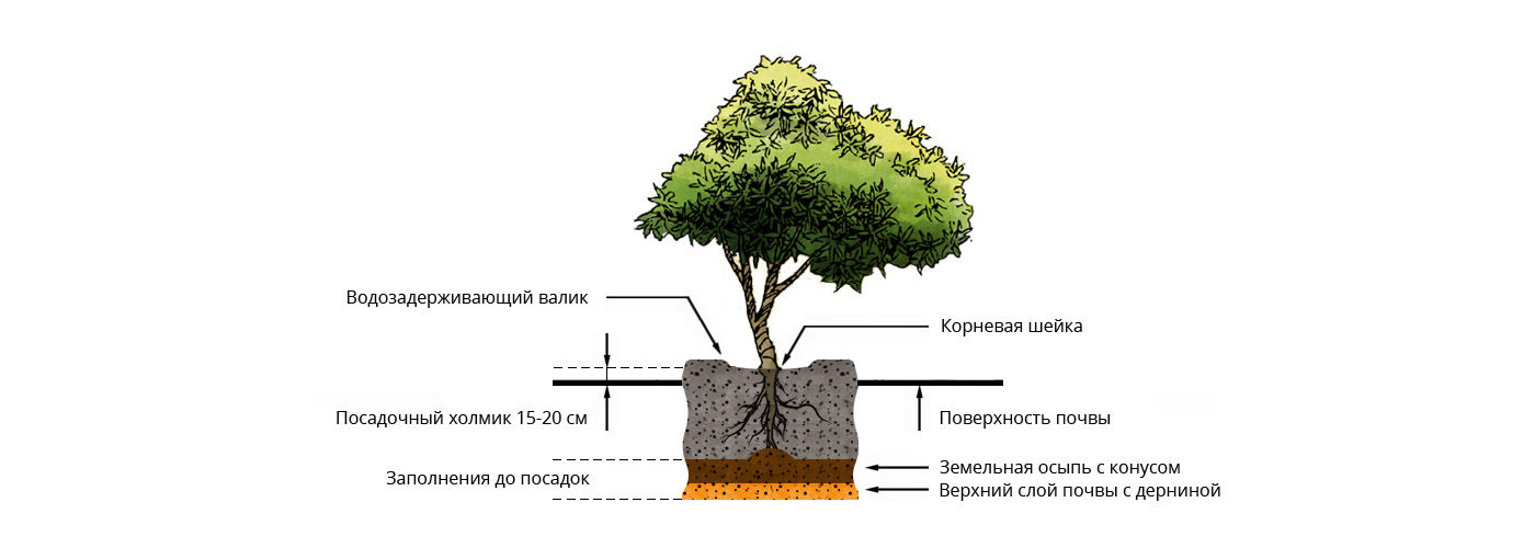 Территория посаженными человеком плодовыми деревьями кустарниками это. Посадочная яма схема. Посадочные ямы для деревьев и кустарников. Схема посадки саженцев с закрытой корневой системой. Посадка крупномерных деревьев схема.