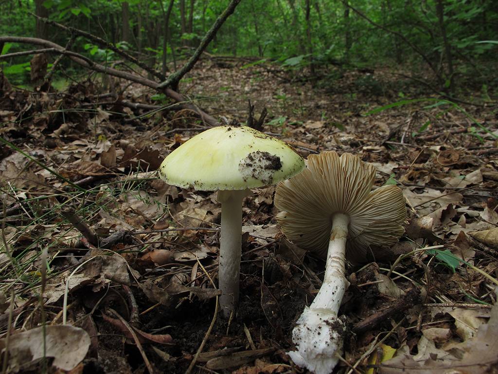 Бледная поганка название. Бледная поганка гриб. Бледная поганка (Amanita phalloides). Мухомор весенний (Amanita Verna). Бледная поганка, мухомор, сыроежка.