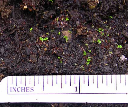 Baby Gloxinia Plants