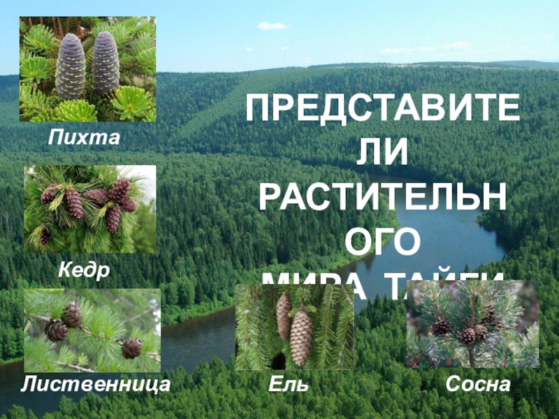 Ель сосна лиственница кедр. Ель пихта лиственница. Растительный мир Тайга ель сосна пихта лиственница кедр. Ель пихта сосна кедр лиственница. Ель сосна кедр пихта Тайга.