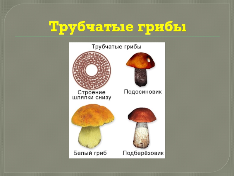 Шампиньон трубчатый или пластинчатый гриб. Шляпочные пластинчатые грибы съедобные. Пластинчатые грибы и трубчатые грибы. Классификация грибов Шляпочные пластинчатые трубчатые. Трубчатые и пластинчатые грибы 5 класс биология.