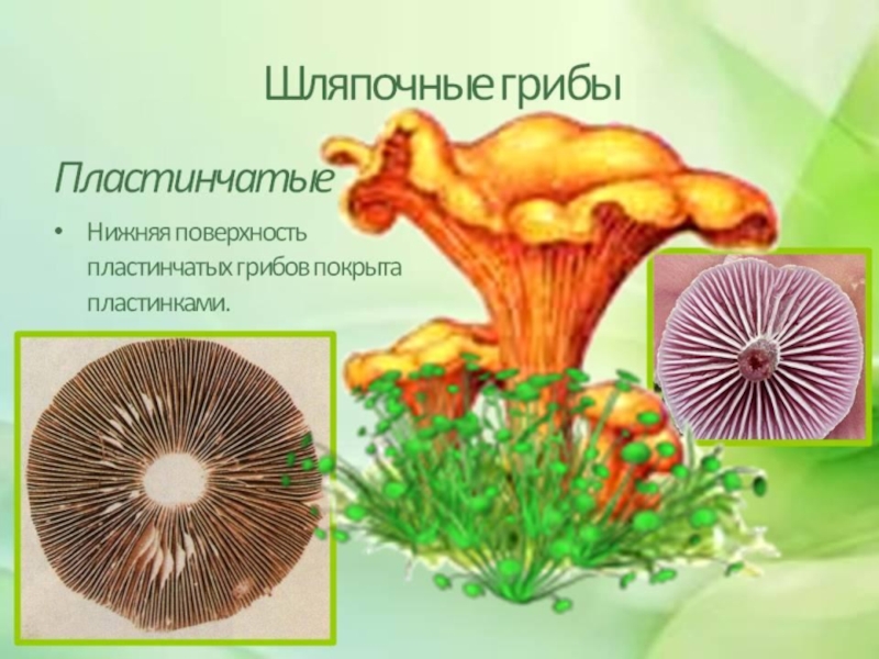 Шляпочные грибы биология 5. Шляпочные грибы 5 класс. Шляпочные грибы 5 класс биология. Строение пластинчатого гриба. Шляпочные грибы трубчатые и пластинчатые.