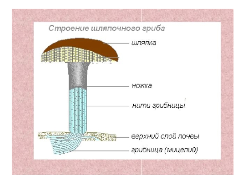У подосиновика образуется плодовое тело. Строение шляпочных грибов рисунок. Гриб строение шляпочного гриба. Строение шляпочного гриба. Строение шляпочного гриба рисунок.