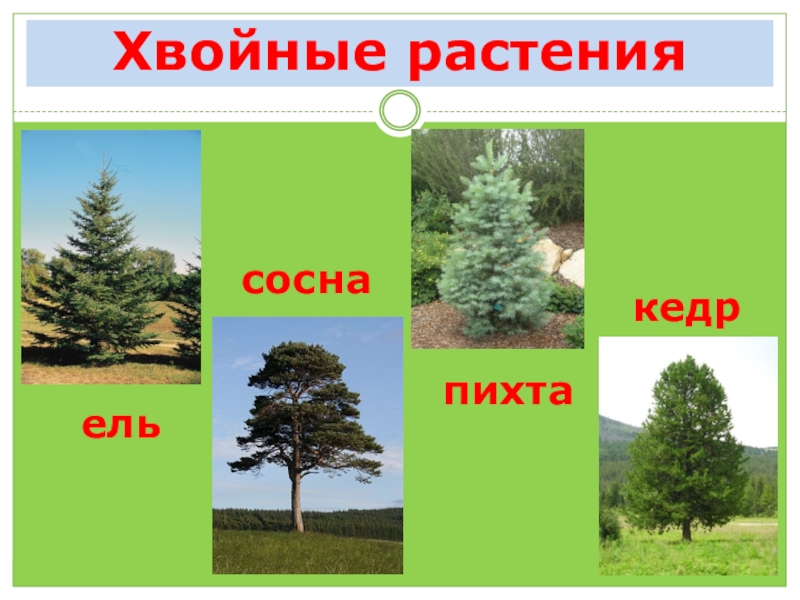 Ель или сосна. Пихта и кедр отличия. Чем отличается пихта от кедра. Как отличить кедр от пихты. Кто выше пихта или кедр.