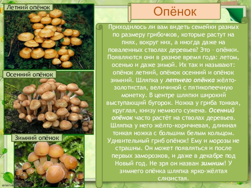 Сколько дней растет. Доклад про опенок осенний. Опята осенние фото и описание съедобные. Опёнок осенний Тип питания. Различия между опятами.