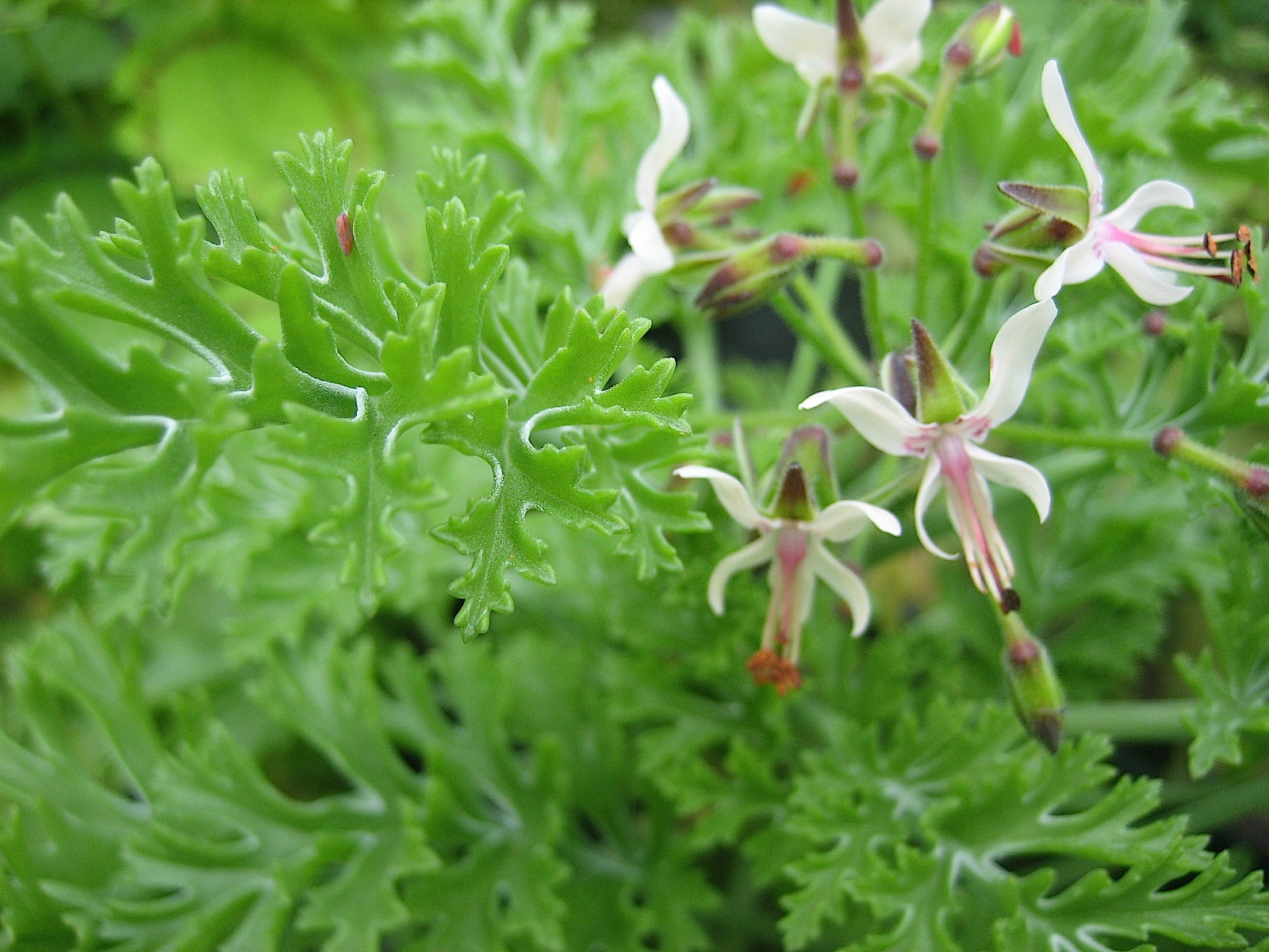 Пеларгония романс. Пеларгония laxum. Pelargonium Лаксум. Пеларгония медуза. Пеларгония Pelargonium bowkeri.