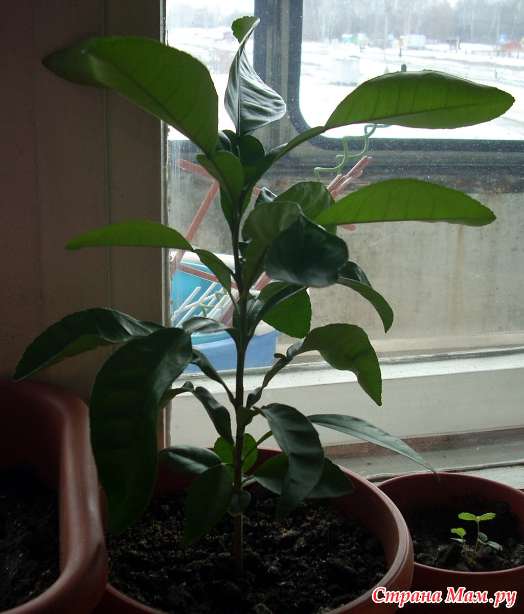 Хурма растение в домашних условиях фото из косточки