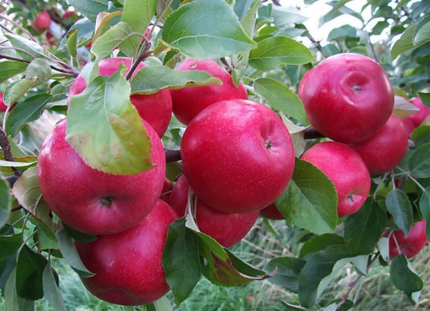Летние сорта яблонь для подмосковья с фото и описанием