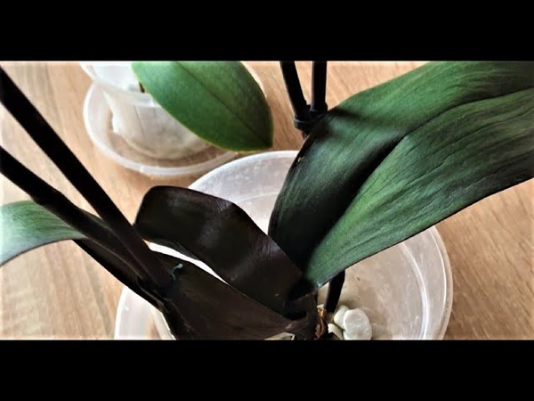 Орхидея потеряла тургор что делать. Тургор листьев орхидеи. Листья орхидеи потеряли тургор. Орхидея листья веером. Орхидея Нарбонна лист.