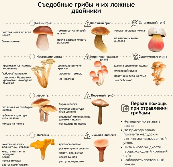 Грибы съедобные и ложные фото и описание