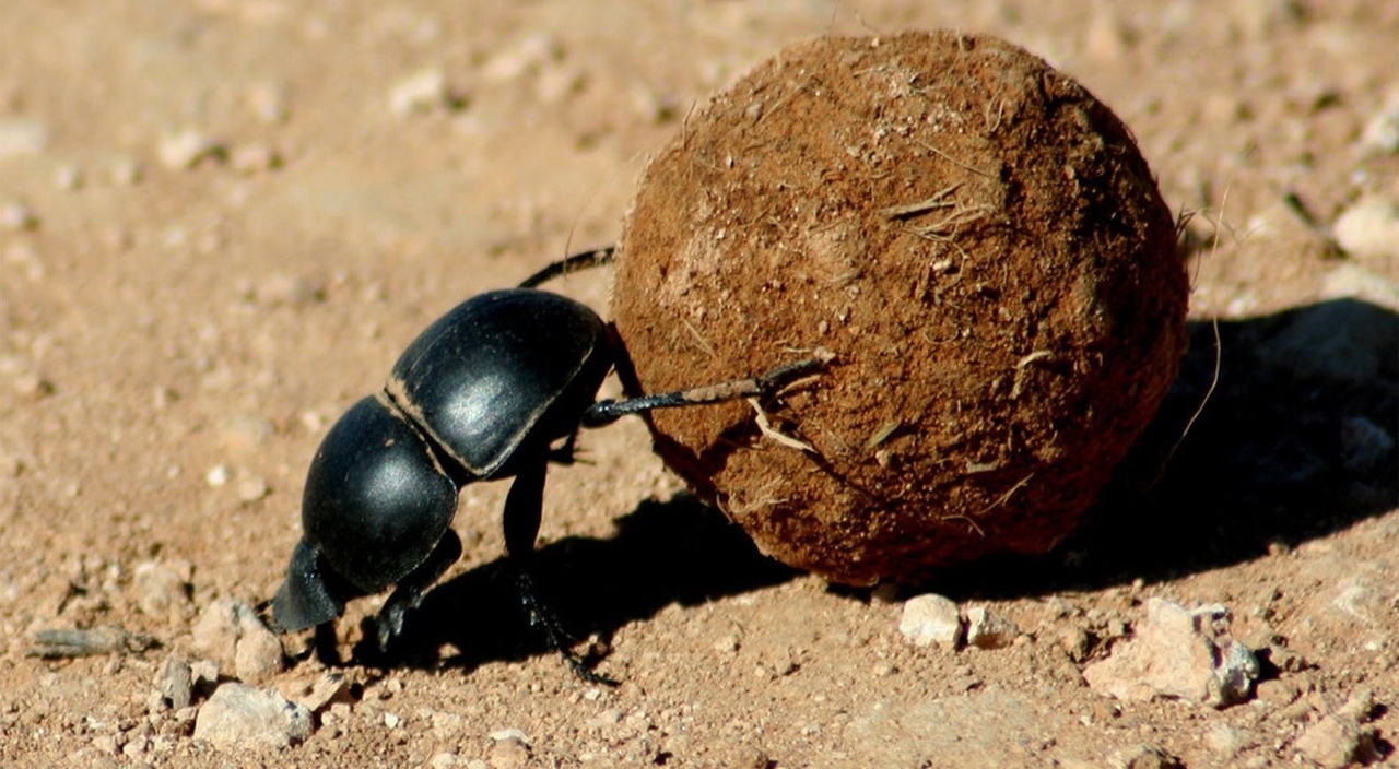 Жук скарабей жук навозник: Вся правда о жуках-навозниках: они спасают мир —