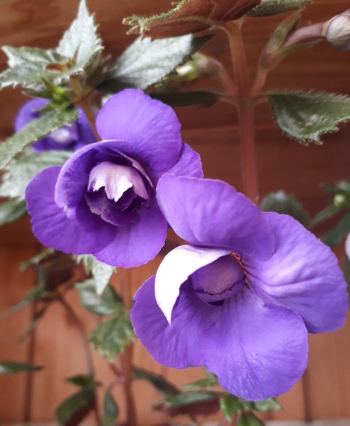 Achimenes longiflora