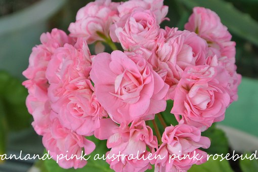 Australian pink пеларгония фото и описание