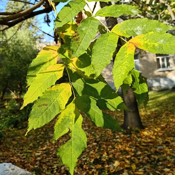 Лист ясеня фото крупным планом. Ясень без листьев. Листья ясеня фото. Как выглядит лист ясеня фото. Как выглядят листья ясеня весной.