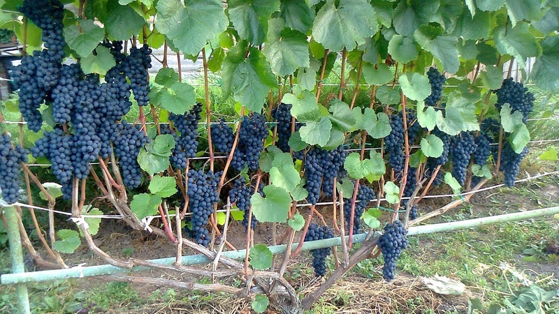 Посадка винограда в траншеи и короба