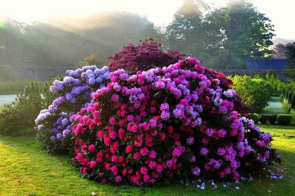 Фото вьющихся цветов садовых