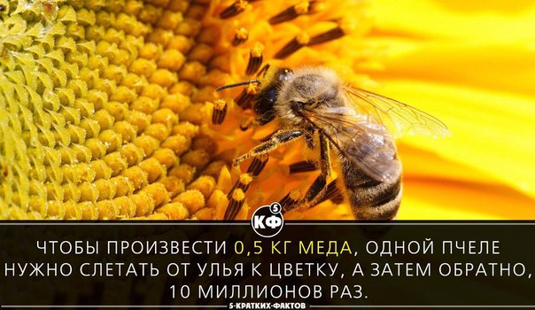 Пчелы 1 разбор. Одна пчела немного меду натаскает. Сколько мёда производит пчела за свою жизнь. Сколько за год производит пчела меда.