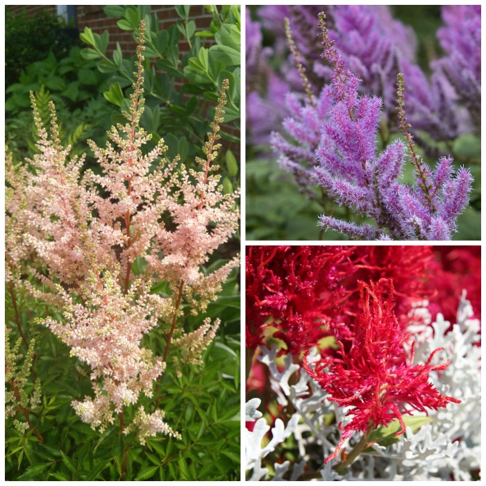 Colors of astilbe perennials