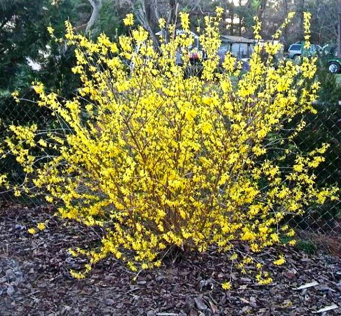 Forsythia bushes need pruning to keep their arching shape.