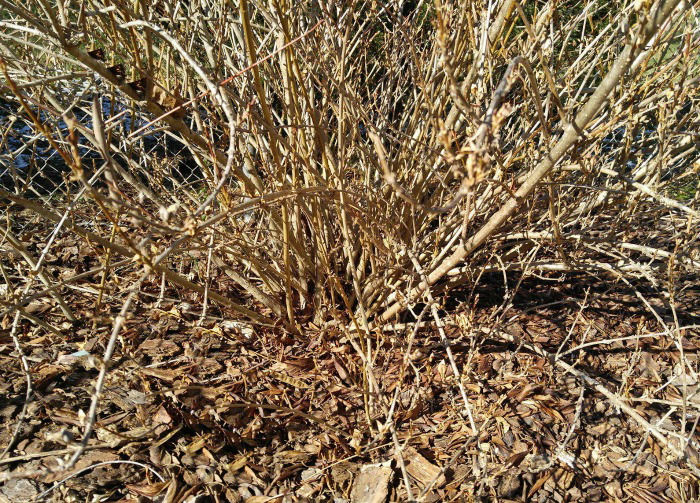 forsythia canes that need to be pruned