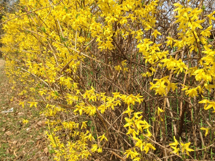 This overgrown forsythia needs pruning.