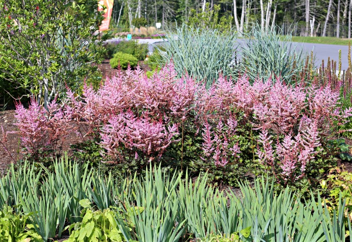 astilbe in a border with bulbs in Boothbay Botanical Gardens
