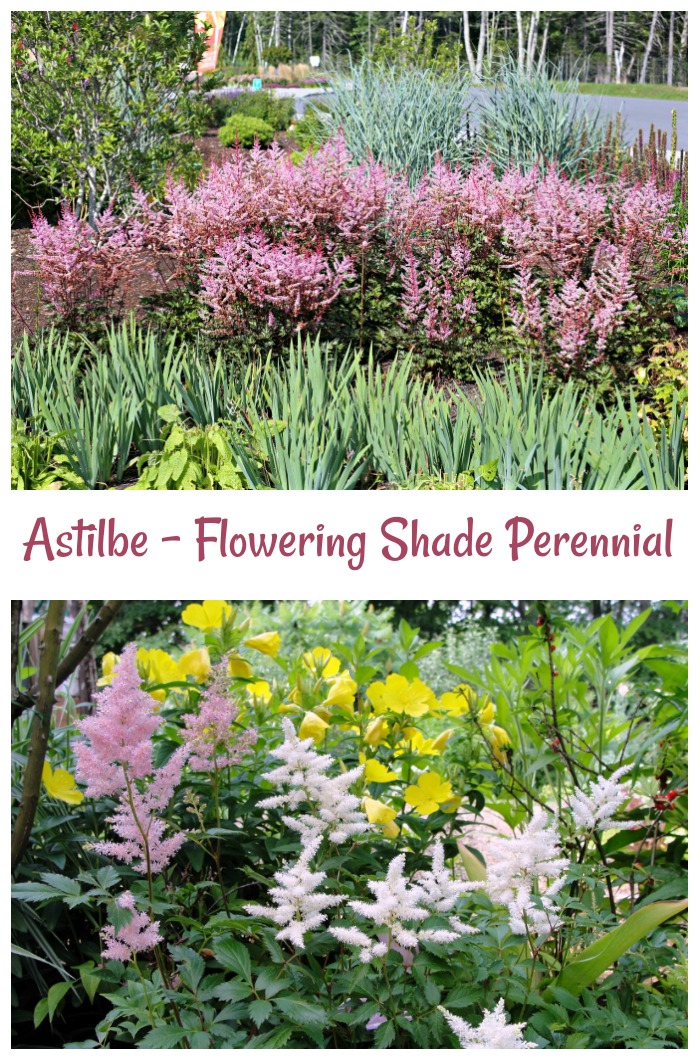 Astilbe is a flowering shade loving perennial