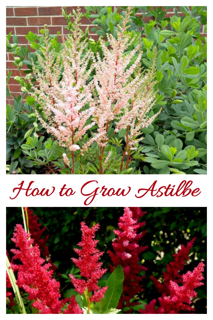 Astilbe is a very popular perennial with fern like foliage and plumes of very showy flowers. It is perfect for a moist, shady garden bed.