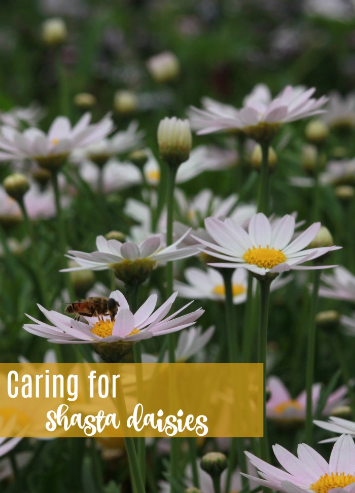 Get tips for the care of Shasta Daisies