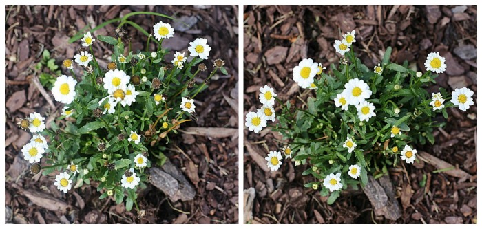 Shasta daisies will become fuller and produce more flowers if you deadhead them.