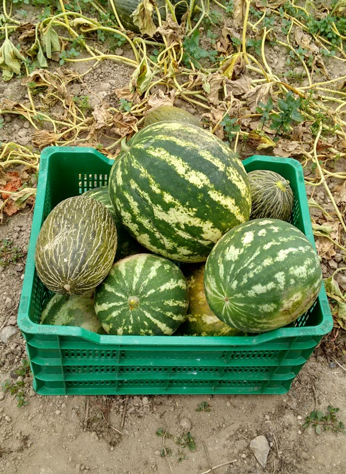 Watermelon varieties