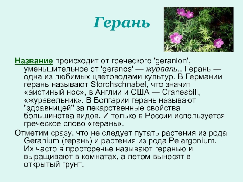 Содержание герани. Герань. Герань информация о растении.