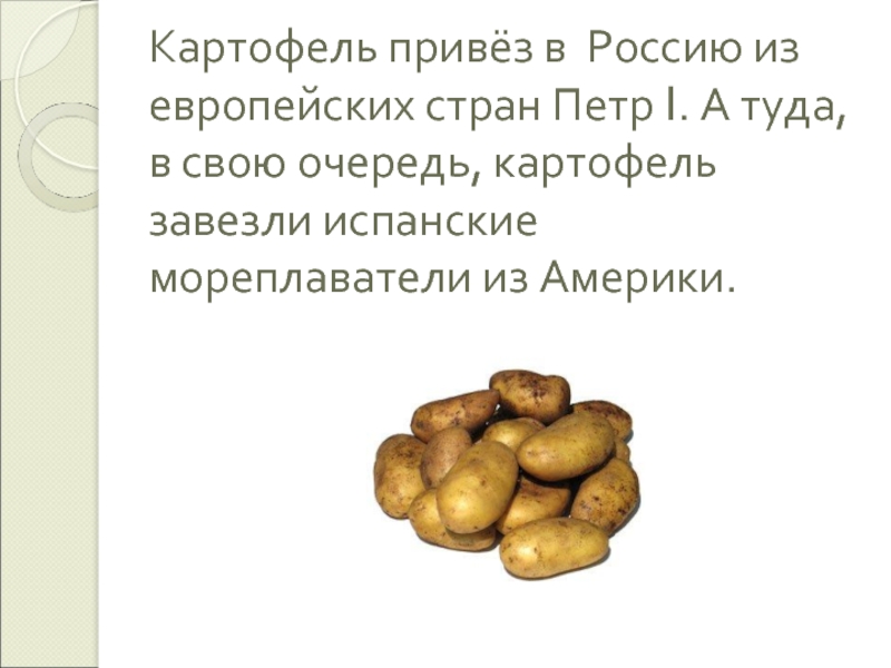 Первый картофель. Пётр i привёз картофель. Картофель завезли в Россию. Петр первый привез картошку в Россию. Откуда привезли картошку в Россию.