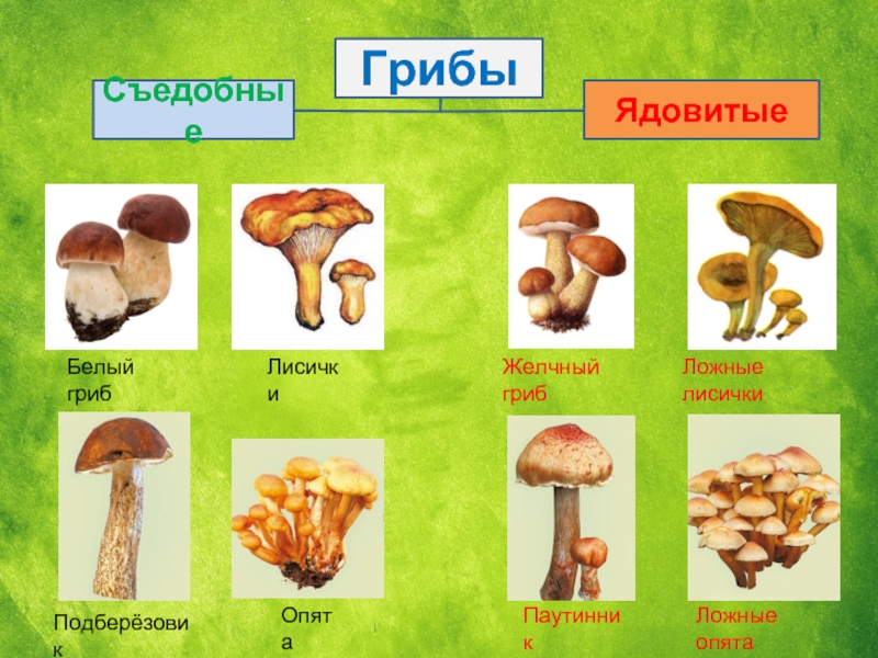 Съедобные грибы фото и описание в смоленской области