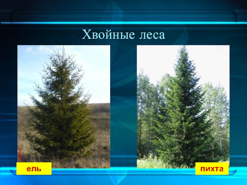 Пихта природная зона. Ель сосна пихта. Растения хвойного леса. Хвойные деревья сосна ель лиственница. Растения в хвойных лесах.