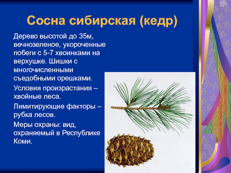 Произрастание преимущественно хвойных деревьев. Сосна Сибирская хвоинки. Микростробилы сосны кедровой сибирской. Хвоинки дерева сосна Кедровая. Кедр Сибирский хвоинки.