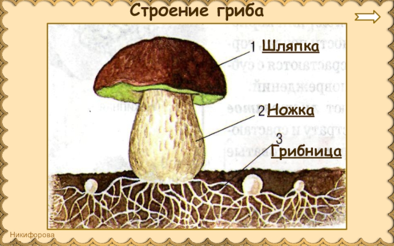 Из чего состоит белый гриб. Схема строения шляпочного гриба. Строение шляпочного гриба рисунок. Рисунок схема шляпочного гриба. Строение гриба с грибницей.