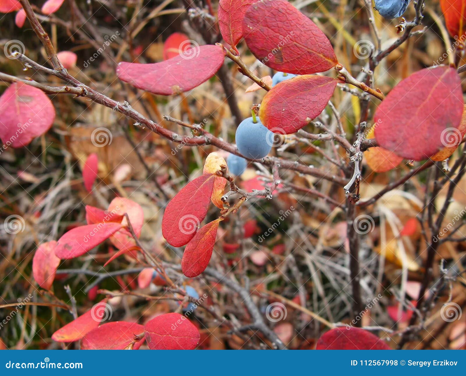 Краснеет голубика. Голубика Садовая красная листва. Голубика с красными листьями осенью. Красные листья у голубики. Осенняя окраска листьев голубики.